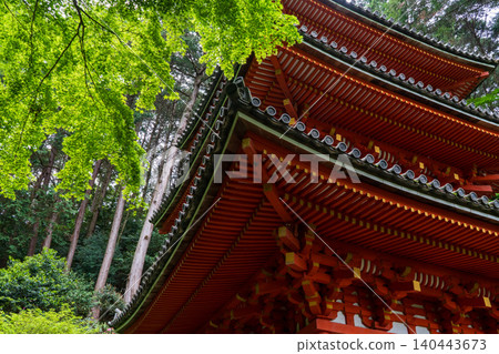 京都岩心寺的綠色楓葉 京都岩心寺的綠色楓葉 140443673