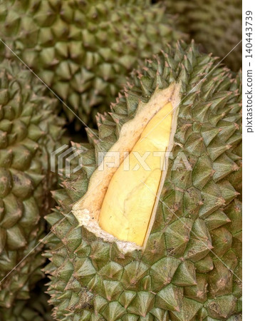 Fresh durian fruit opened showing yellow flesh 140443739