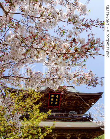 Kencho-ji Temple in Kita-Kamakura, adorned with cherry blossoms. Kencho-ji Temple in Kita-Kamakura, adorned with cherry blossoms. 140443795