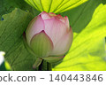 Lotus bud / Flower meaning: Sacred, pure heart 2 140443846
