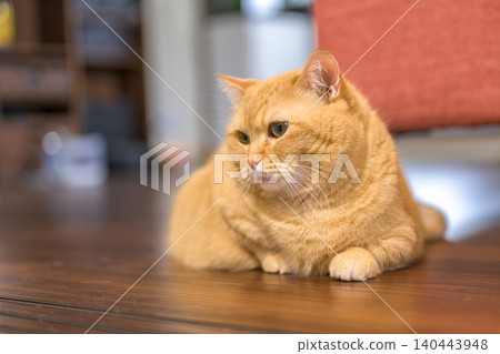 A cute expression of a tabby Munchkin cat relaxing indoors. A cute expression of a tabby Munchkin cat relaxing indoors. 140443948