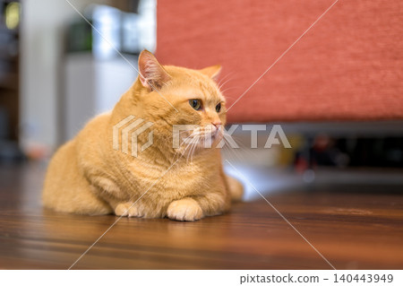 A cute expression of a tabby Munchkin cat relaxing indoors. A cute expression of a tabby Munchkin cat relaxing indoors. 140443949