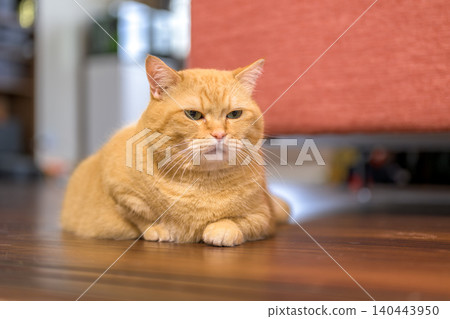 An adorable indoor photo of a ginger tabby Munchkin cat with a grumpy expression. An adorable indoor photo of a ginger tabby Munchkin cat with a grumpy expression. 140443950