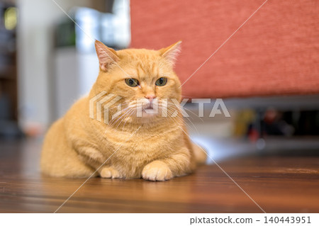 A cute expression of a tabby Munchkin cat relaxing indoors. A cute expression of a tabby Munchkin cat relaxing indoors. 140443951
