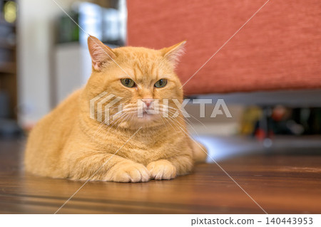 A cute expression of a tabby Munchkin cat relaxing indoors. A cute expression of a tabby Munchkin cat relaxing indoors. 140443953