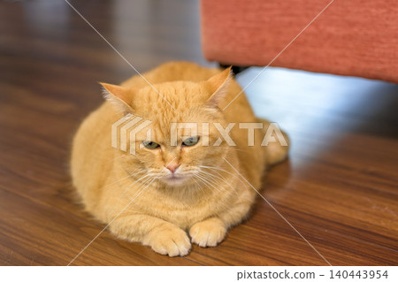 An adorable indoor photo of a ginger tabby Munchkin cat with a grumpy expression. An adorable indoor photo of a ginger tabby Munchkin cat with a grumpy expression. 140443954