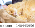 A Munchkin tabby cat sleeping peacefully in an indoor bed. 140443956