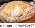 An adorable sight of a tabby Munchkin cat curled up and sleeping in its cat bed. 140443957