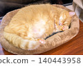 An adorable sight of a tabby Munchkin cat curled up and sleeping in its cat bed. 140443958