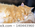 A Munchkin tabby cat sleeping peacefully in an indoor bed. 140443960