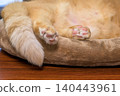 A close-up of an adorable tabby cat with soft fur and paw pads. 140443961