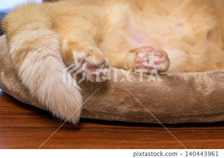 A close-up of an adorable tabby cat with soft fur and paw pads. A close-up of an adorable tabby cat with soft fur and paw pads. 140443961