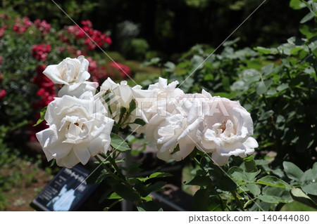 老古河花園玫瑰 老古河花園玫瑰 140444080