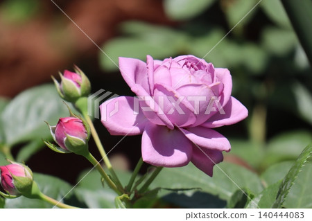 Old Furukawa Garden Roses Old Furukawa Garden Roses 140444083