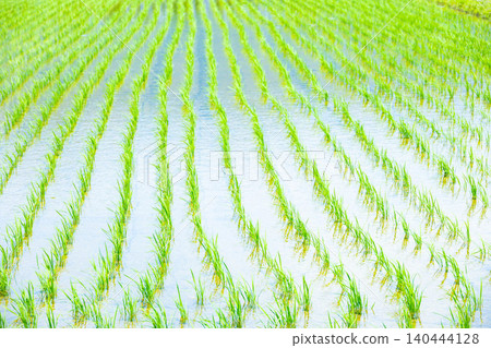Rice field that finished rice planting Rice field that finished rice planting 140444128