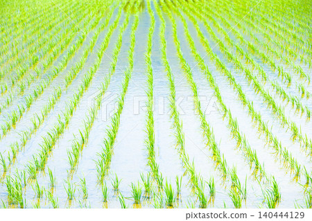 Rice field that finished rice planting Rice field that finished rice planting 140444129