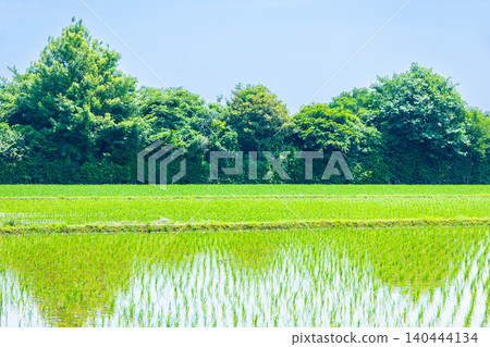 完成水稻種植的稻田 完成水稻種植的稻田 140444134