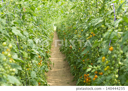 Tomato seedlings growing in a greenhouse are bearing yellow fruit, creating a neat and orderly scene of greenhouse cultivation. Tomato seedlings growing in a greenhouse are bearing yellow fruit, creating a neat and orderly scene of greenhouse cultivation. 140444235