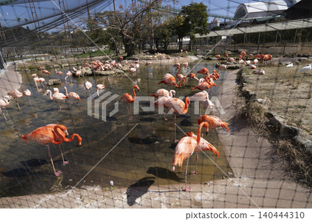 Flamingo Flamingo 140444310