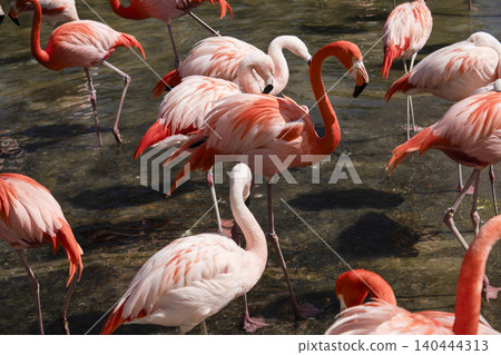 Flamingo Flamingo 140444313