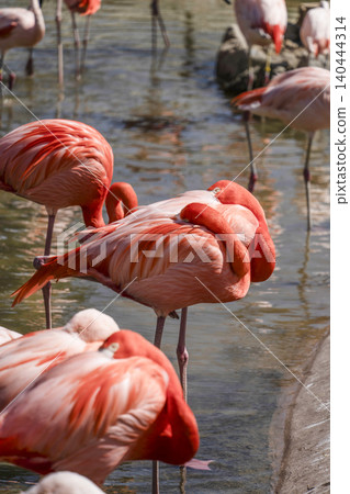 Flamingo Flamingo 140444314