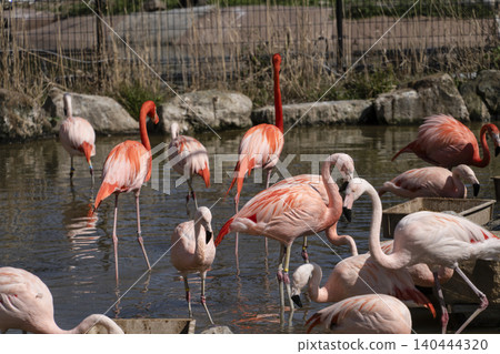 Flamingo Flamingo 140444320
