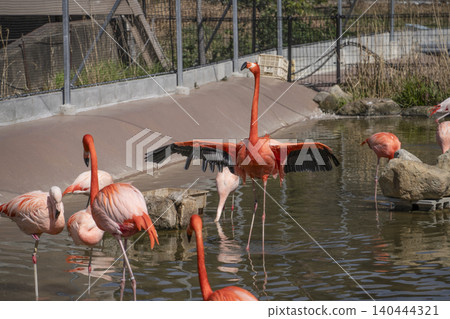 Flamingo Flamingo 140444321
