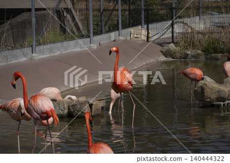 Flamingo Flamingo 140444322