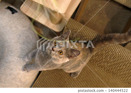 A gray cat intently watching a cat toy in the cattery. 140444522