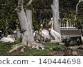 Momoiro Pelicans 140444698