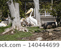 Momoiro Pelicans 140444699