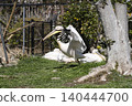 Momoiro Pelicans 140444700