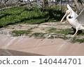Momoiro Pelicans 140444701