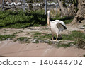 Momoiro Pelicans 140444702