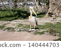 Momoiro Pelicans 140444703