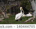 Momoiro Pelicans 140444705