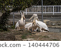 Momoiro Pelicans 140444706
