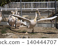 Momoiro Pelicans 140444707