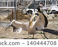 Momoiro Pelicans 140444708