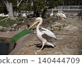 Momoiro Pelicans 140444709