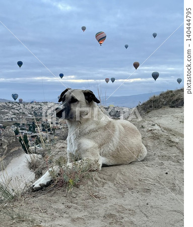 Hot air balloons and stray dogs seen from the ground - Cappadocia, Turkey 140444795