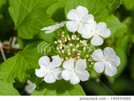 viburnum with white blossoms viburnum with white blossoms 140444866