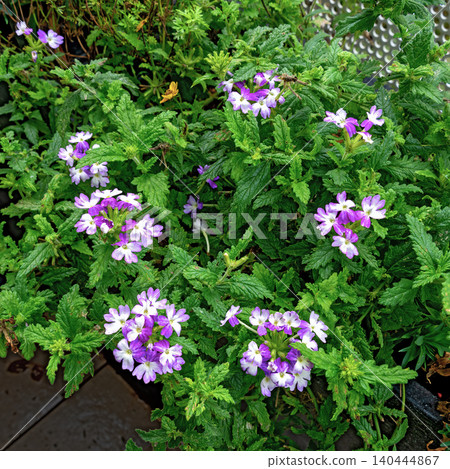 white and lilac garden verbena white and lilac garden verbena 140444867