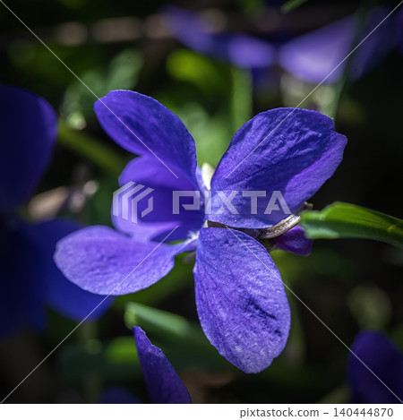 blossom of a violet blossom of a violet 140444870