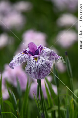 Beautiful iris flowers Beautiful iris flowers 140444904