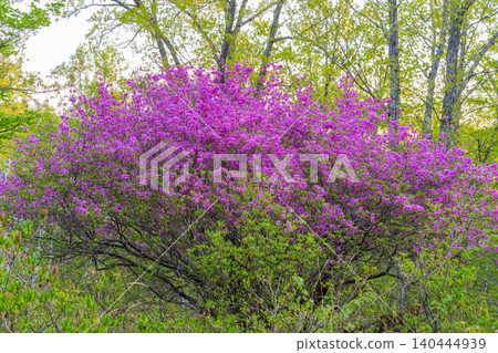 [Nagano Prefecture] Yachiho Plateau - The Prince of the Plateau (Rhododendron tomentosum) - Early Morning 140444939