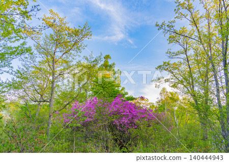 [Nagano Prefecture] Yachiho Plateau - The Prince of the Plateau (Rhododendron tomentosum) - Early Morning 140444943