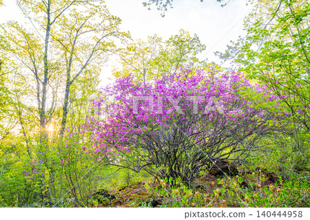 [Nagano Prefecture] Yachiho Plateau - The Prince of the Plateau (Rhododendron tomentosum) - Early Morning 140444958