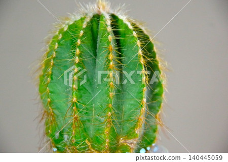 prickly cactus prickly cactus 140445059