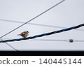 A sparrow perched on a power line under a cloudy sky. 140445144